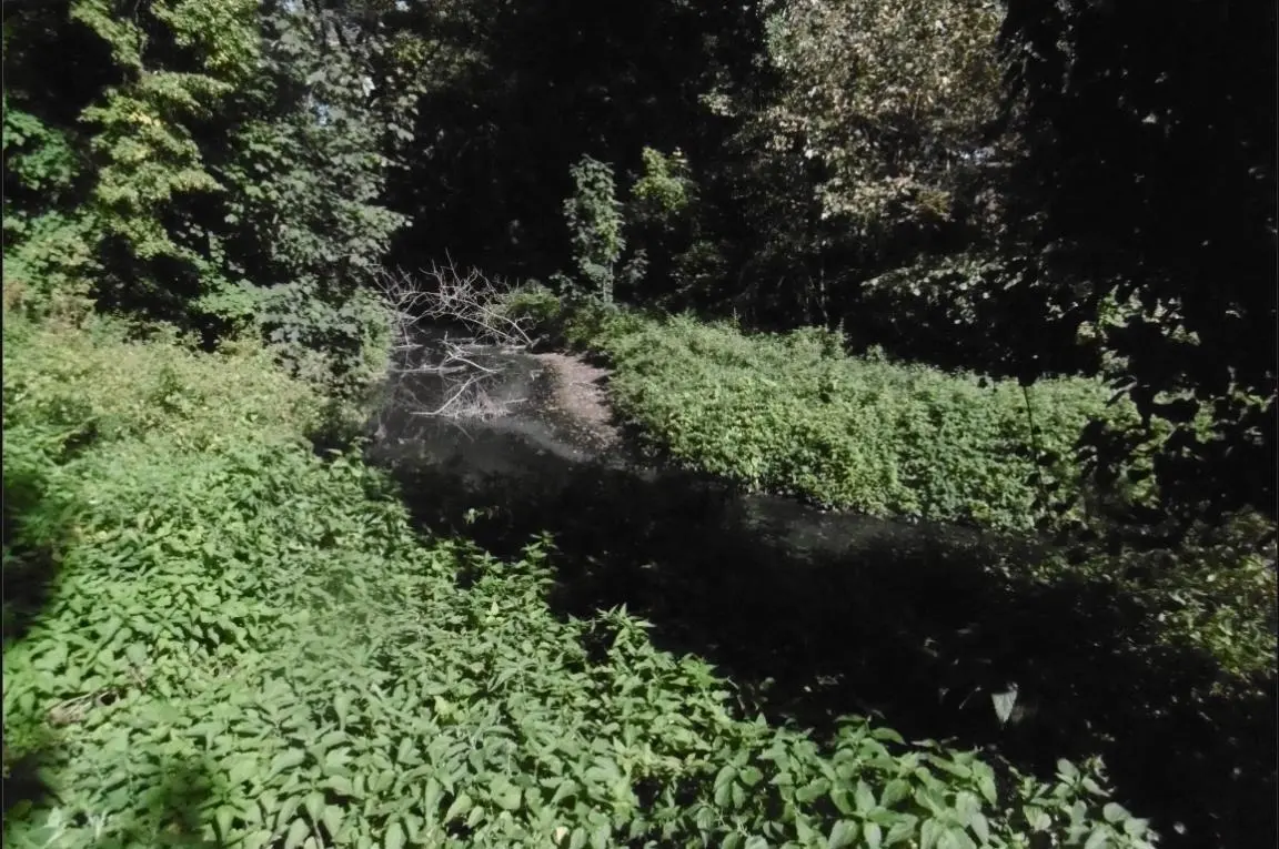 La tortue à Haubourdin