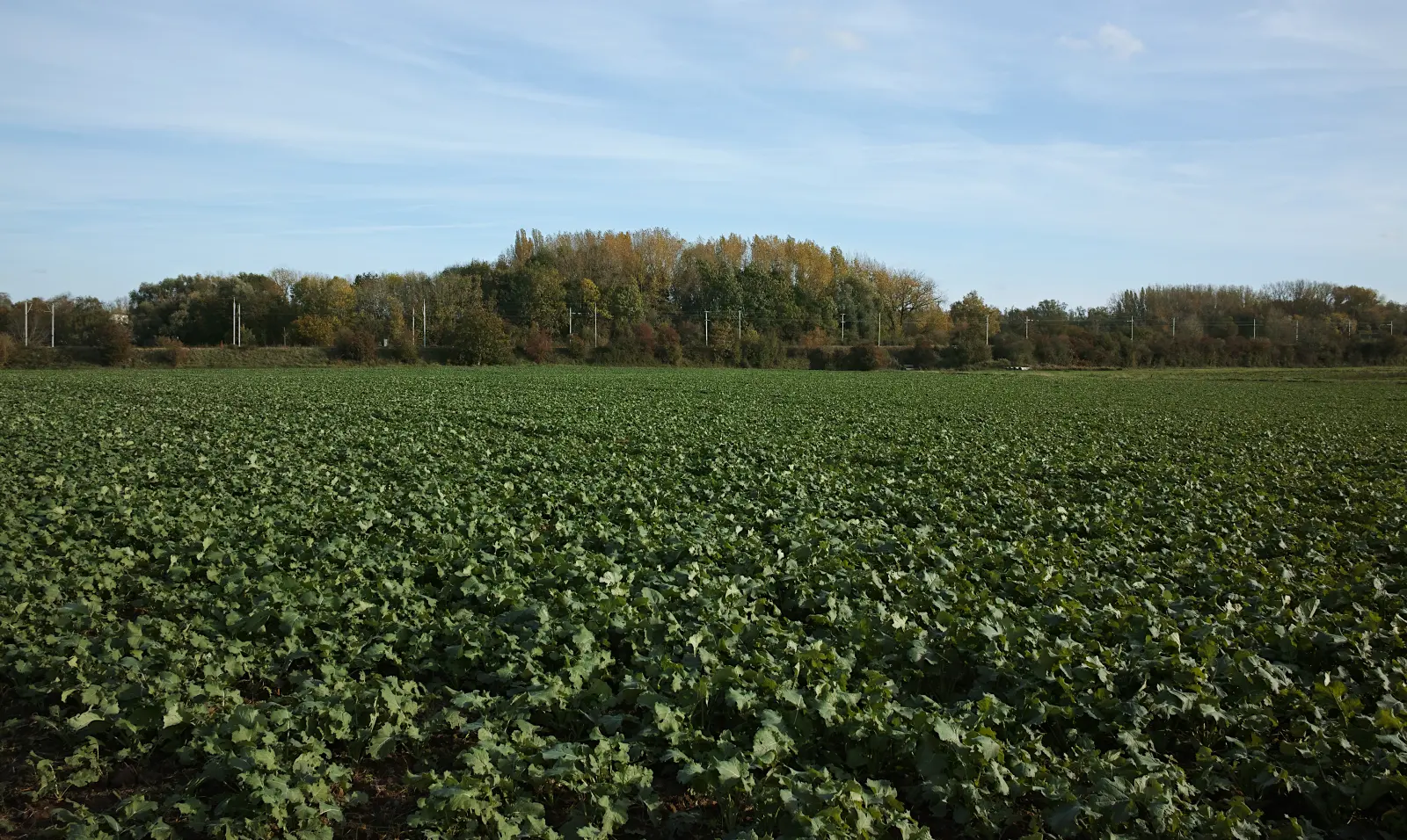 Champ de colza à Sainghin-en-Weppes