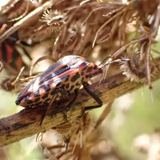 Arlequin des weppes