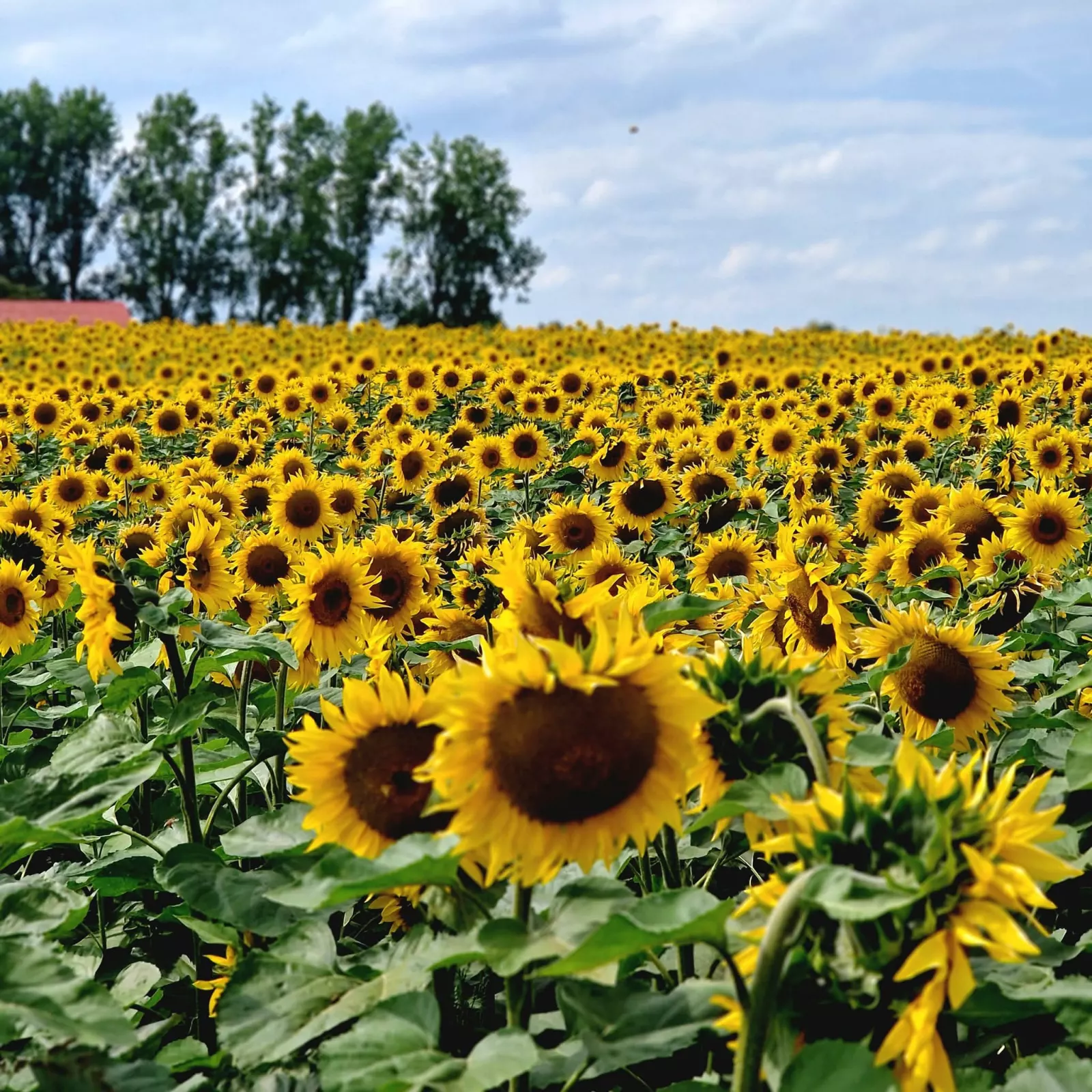 Champ de tournesols
