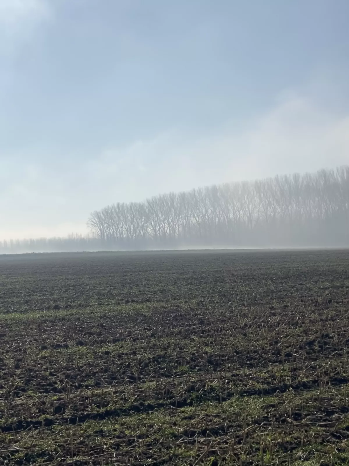 La campagne Sainghinoise !