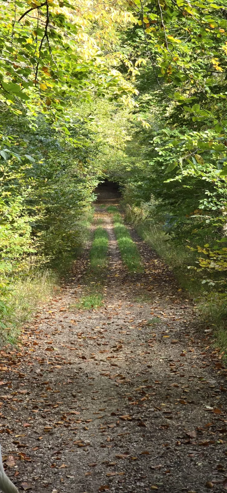 Couloir d'arbre
