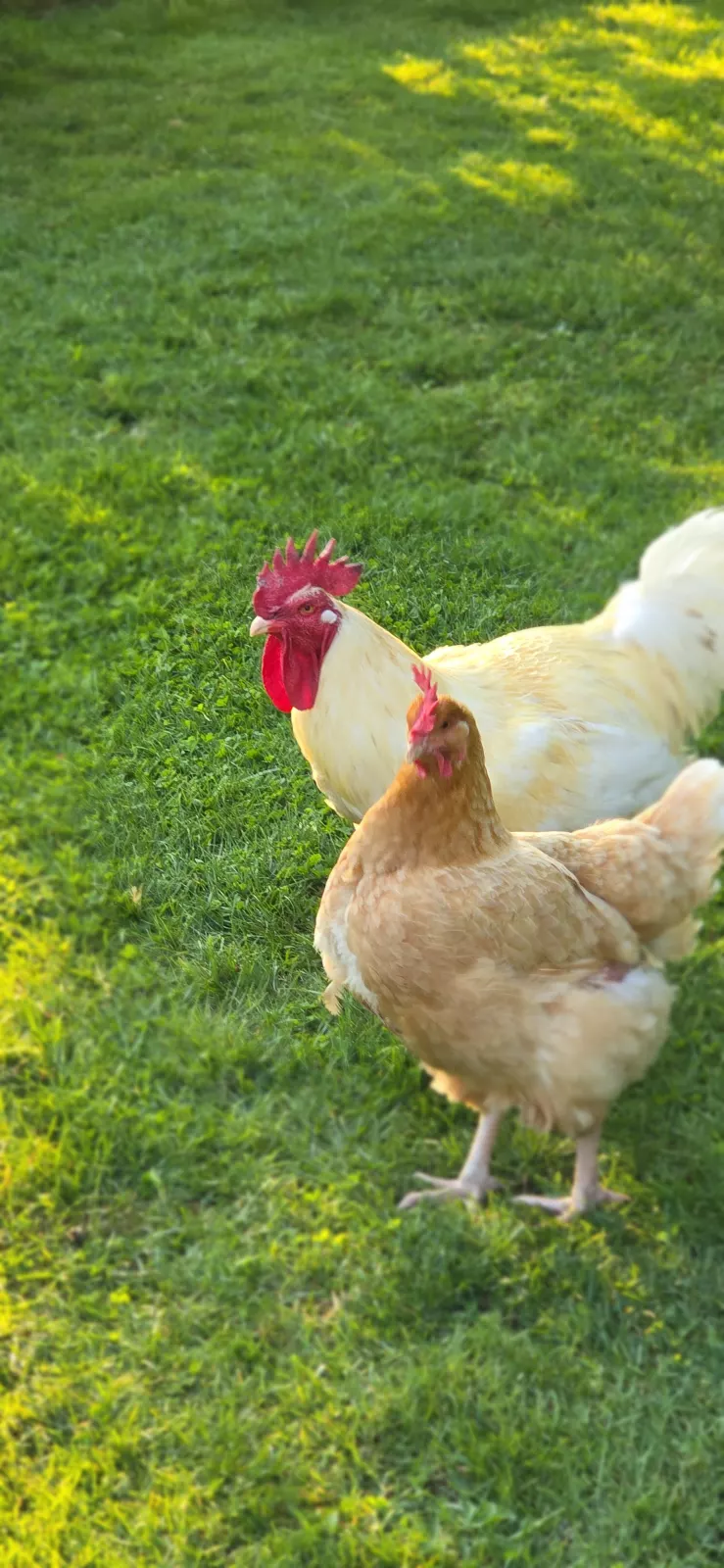 Poule des weppes