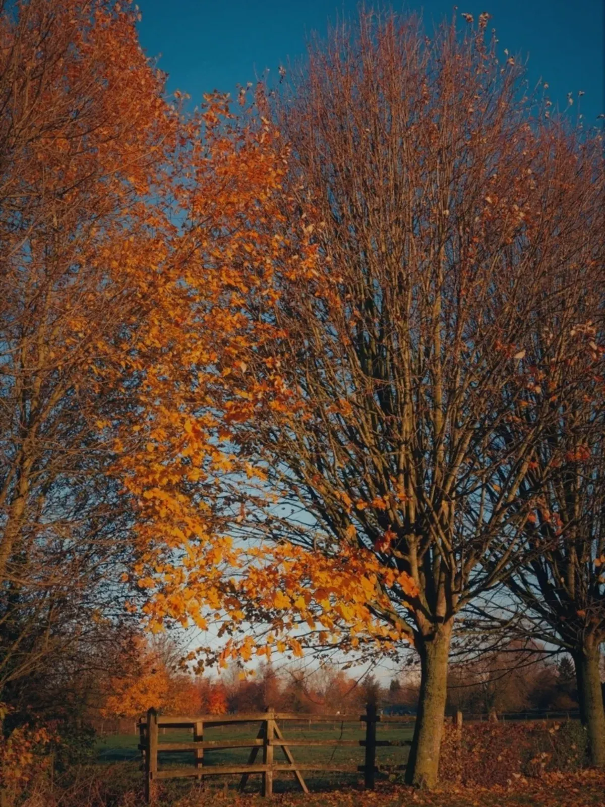 Parc des Anseureuilles