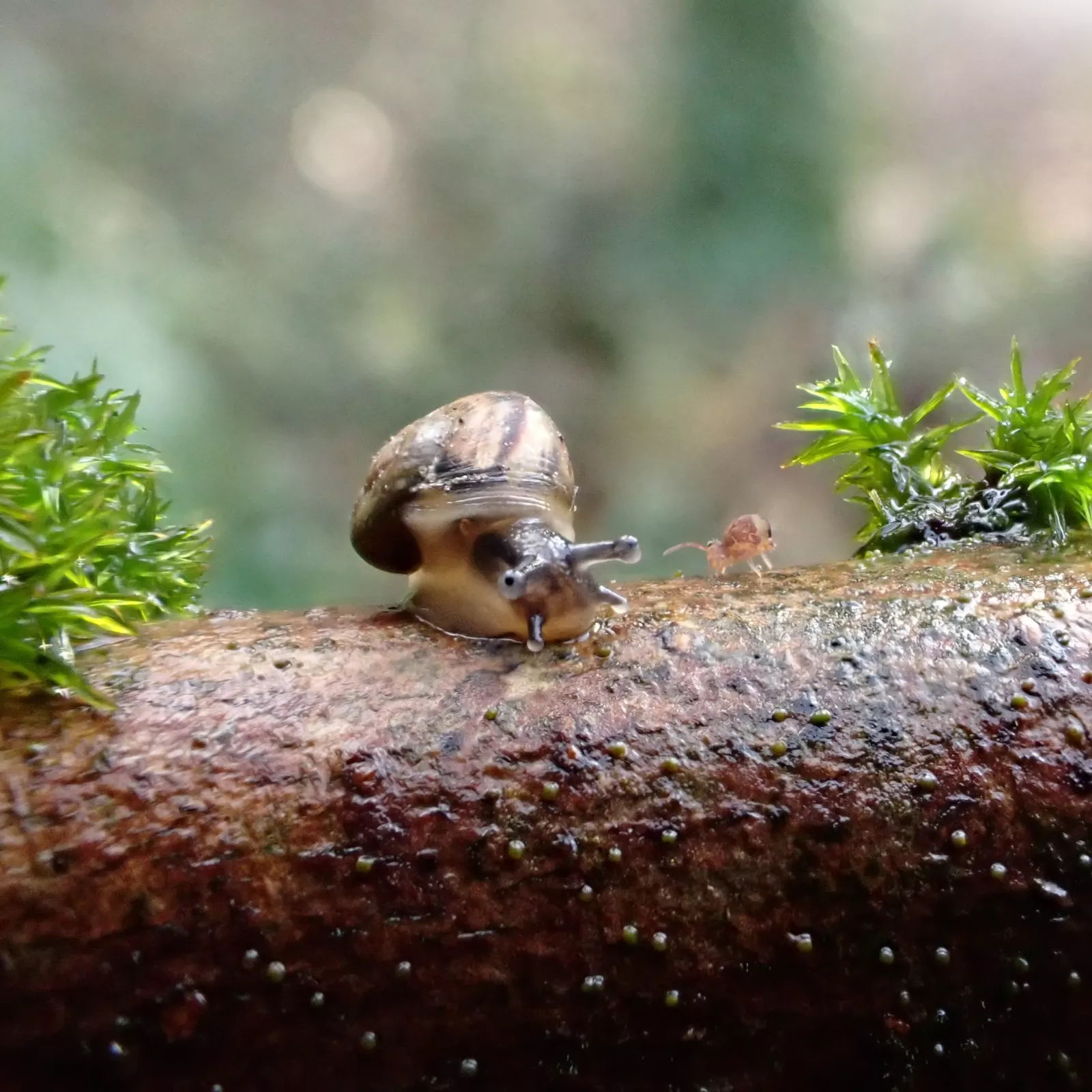Escargot en pleine conversation aux Anseureuilles