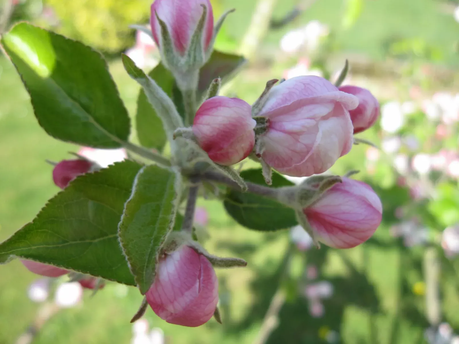 Fleurs de pommier