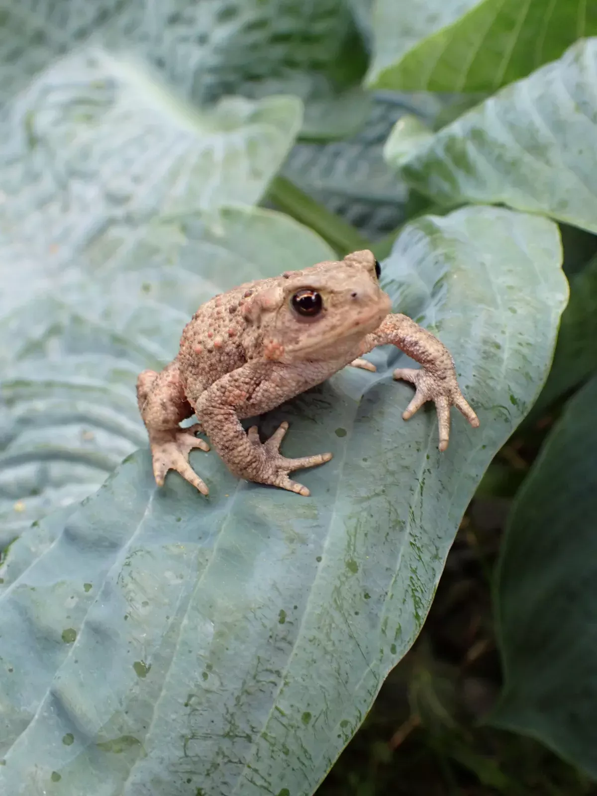 Crapaud au jardin