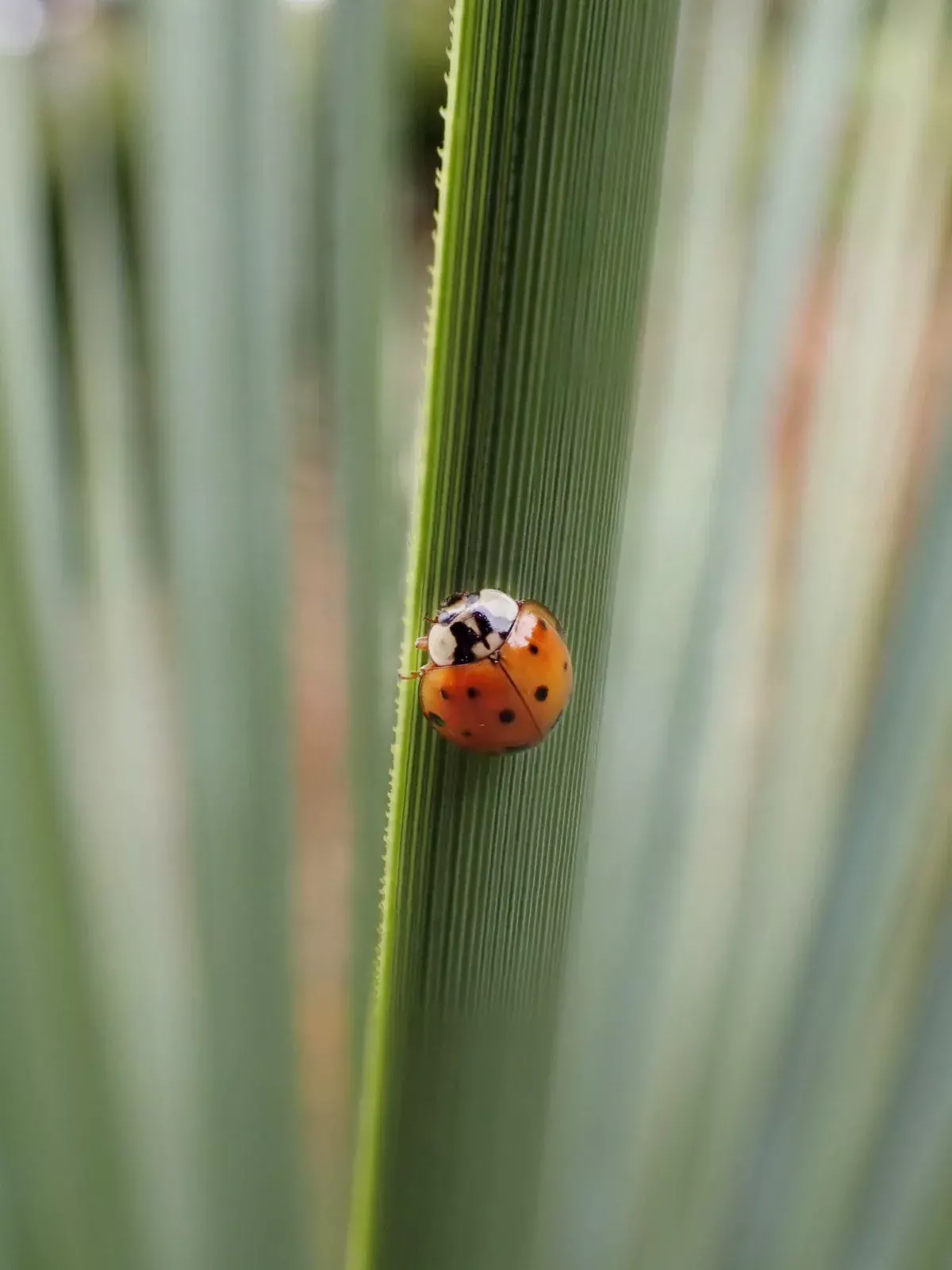 Coccinelle au jardin
