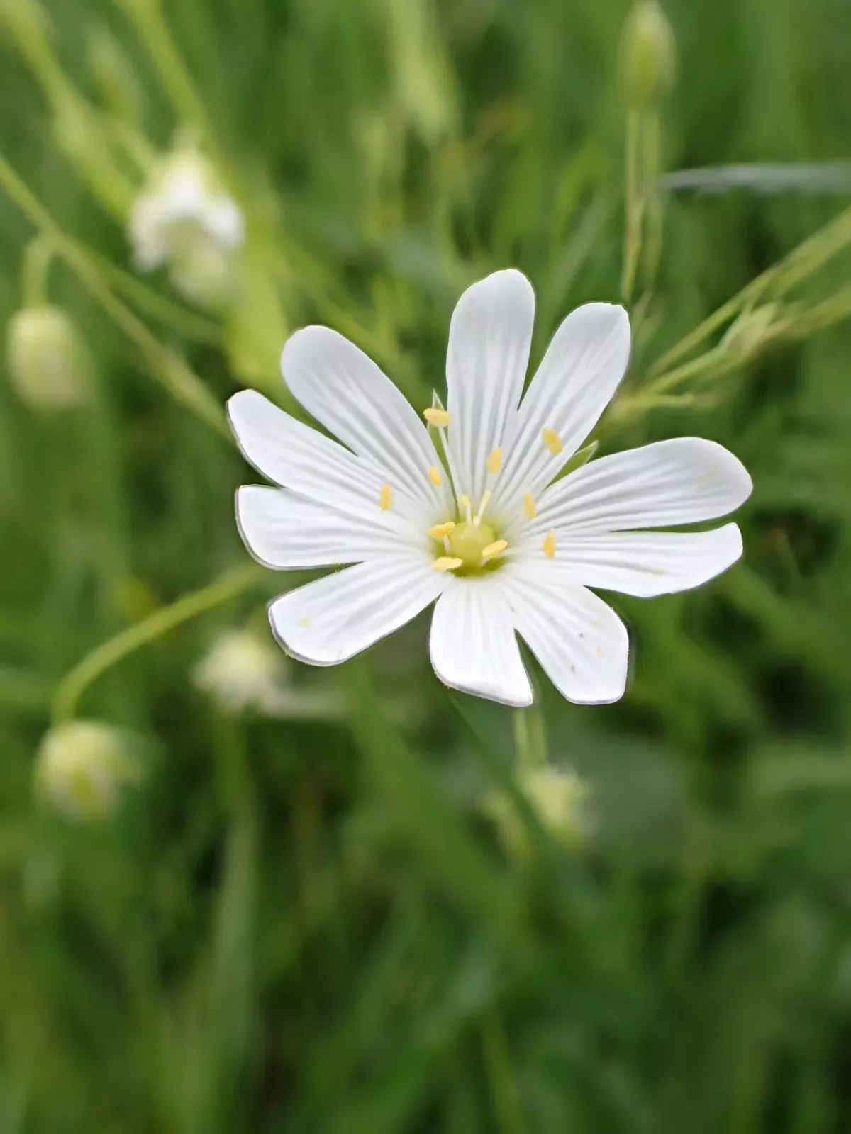 Stellaire holostée lors d'une balade