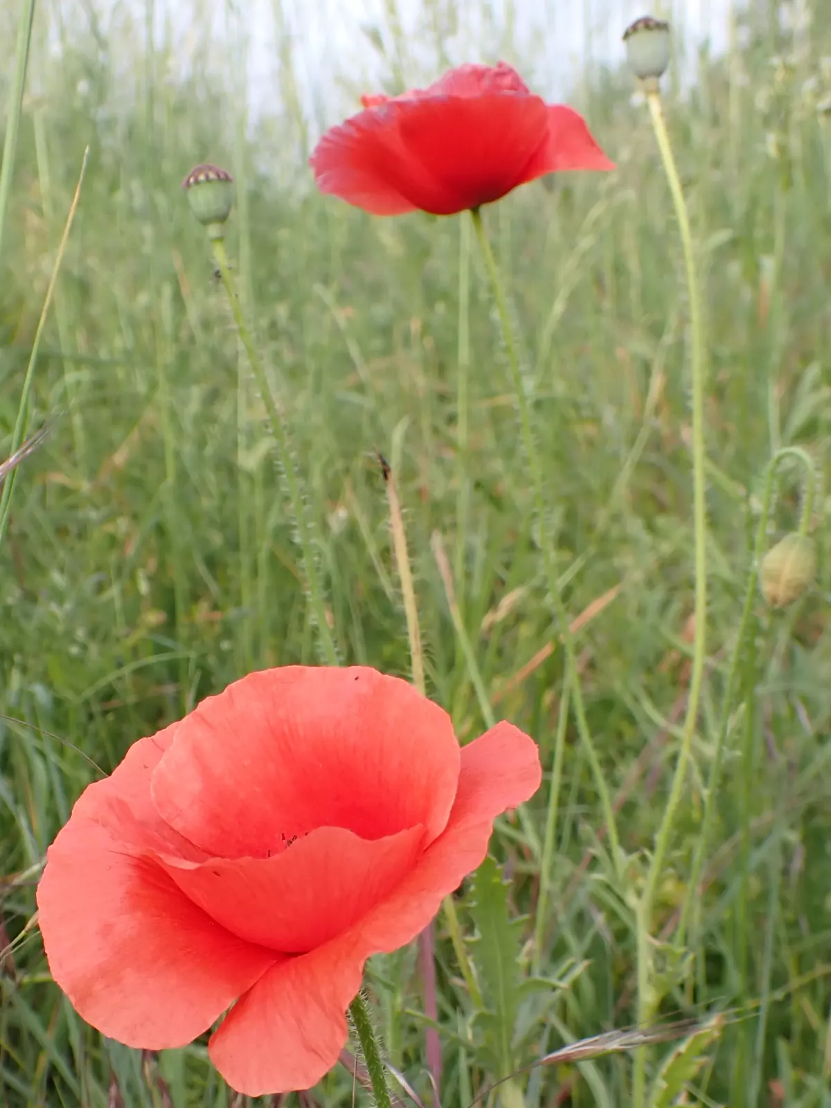 Coquelicots