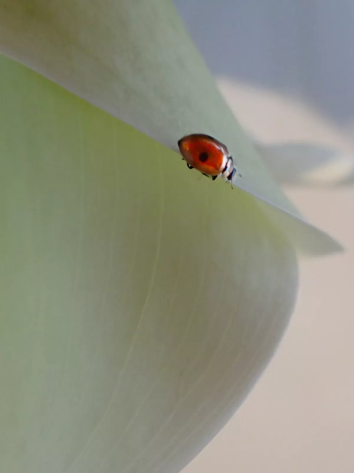 Petite coccinelle