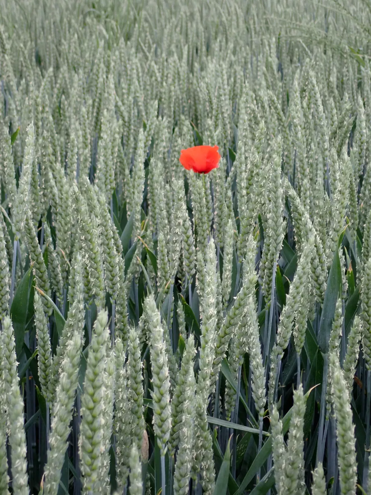 Coquelicot au milieu des blés