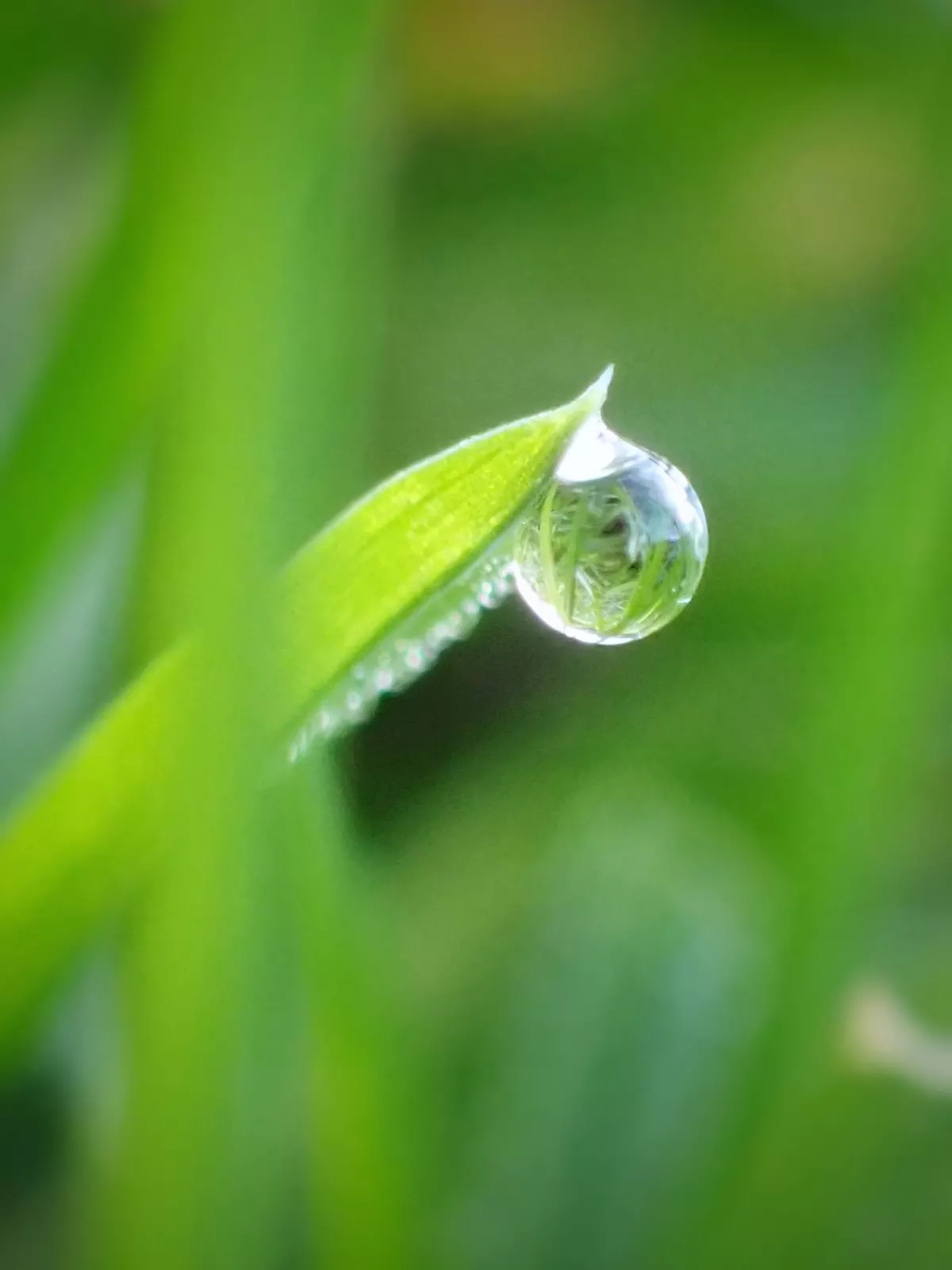 Un monde dans une goutte d'eau