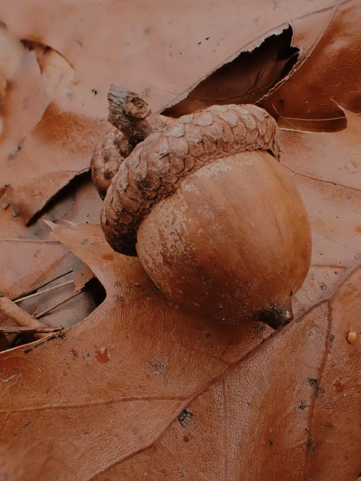 Gland dans le bois de Sainghin