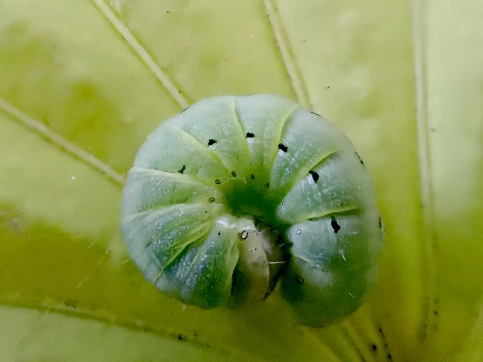 Chenille au jardin