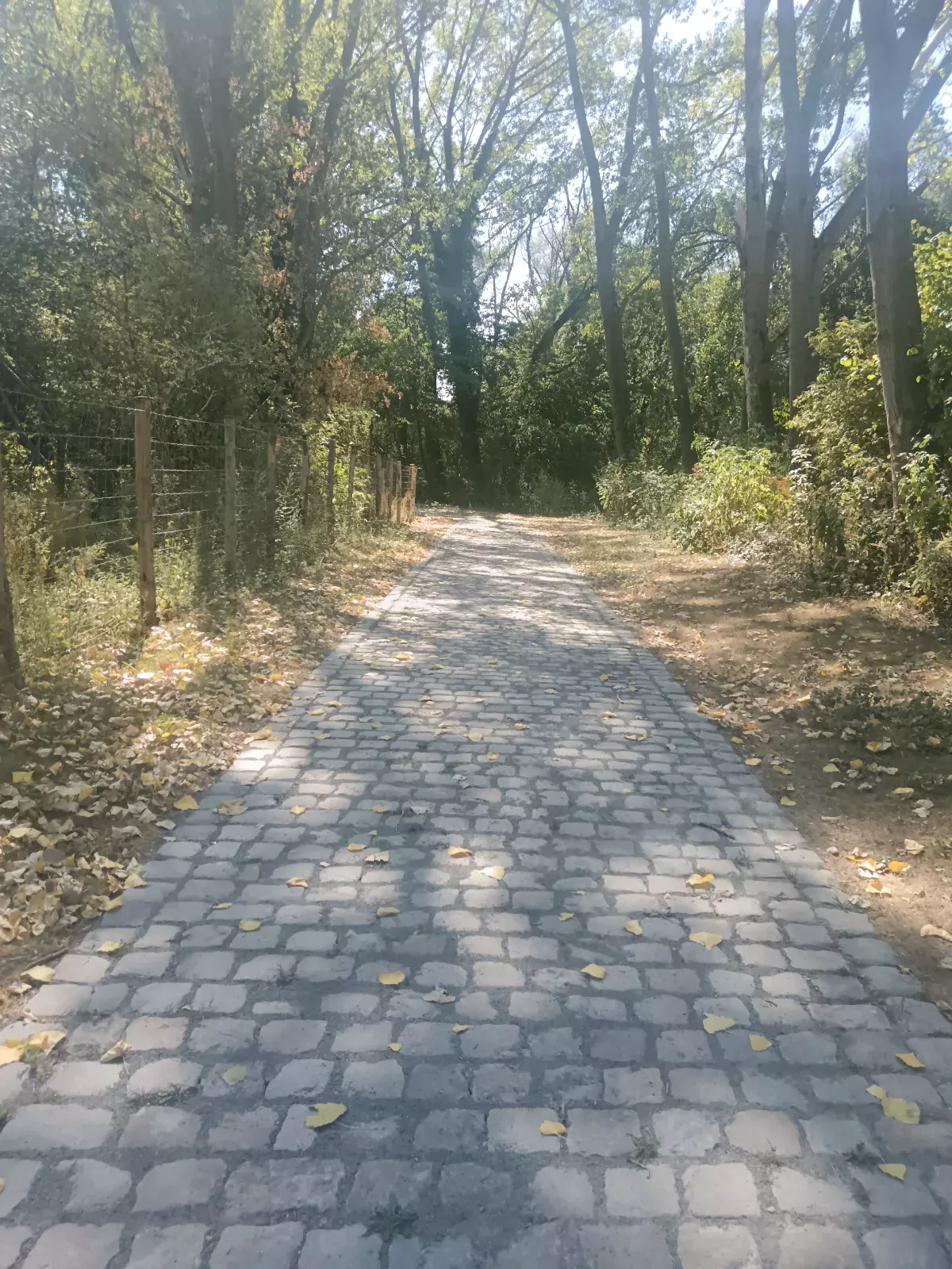 Le chemin du vert balo
