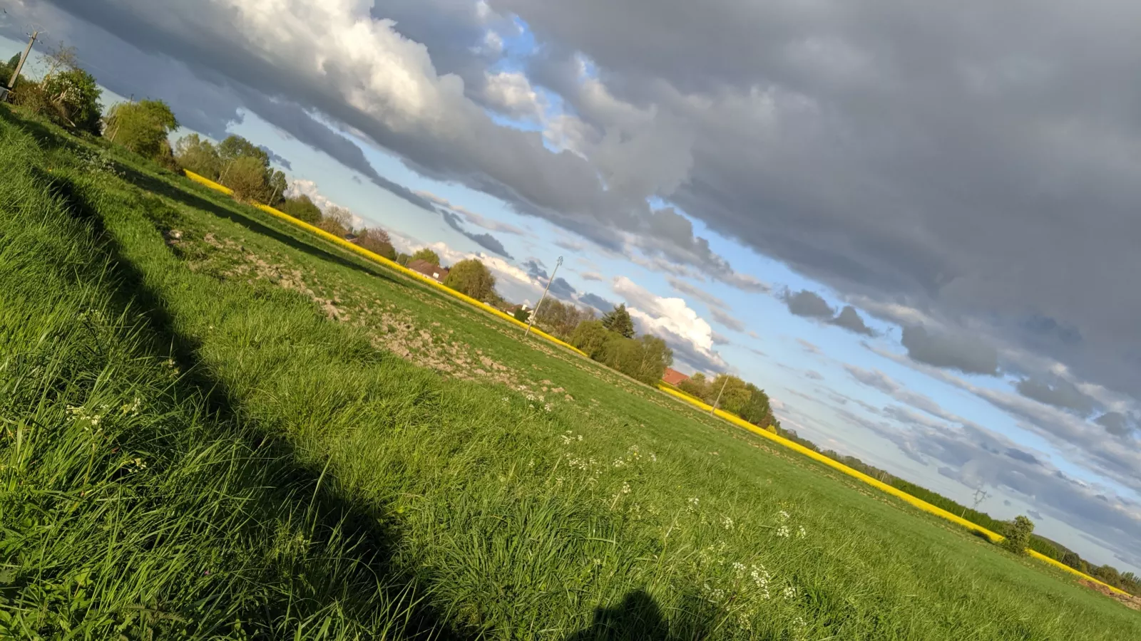 Ligne jaune colza sur la plaine des weppes