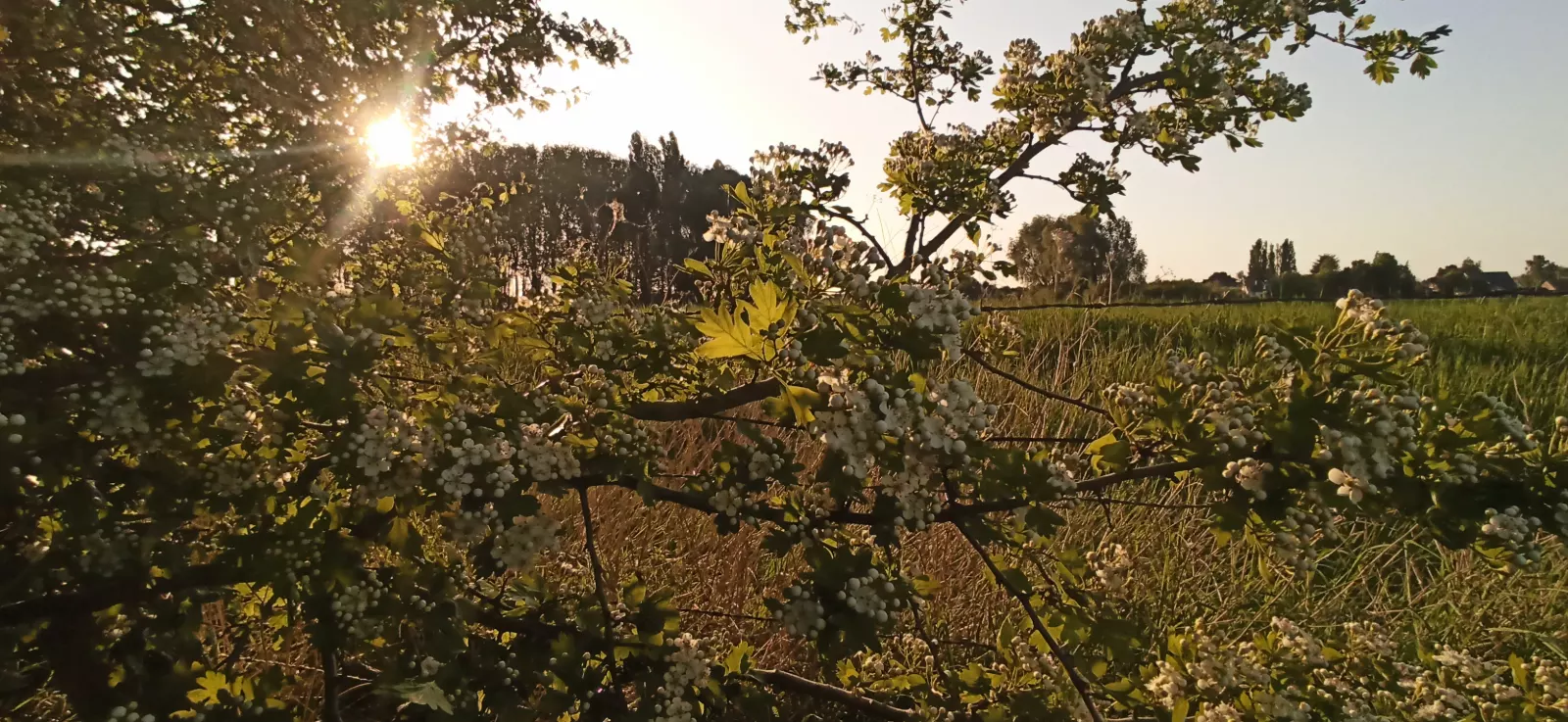 Lumière du soir au printemps