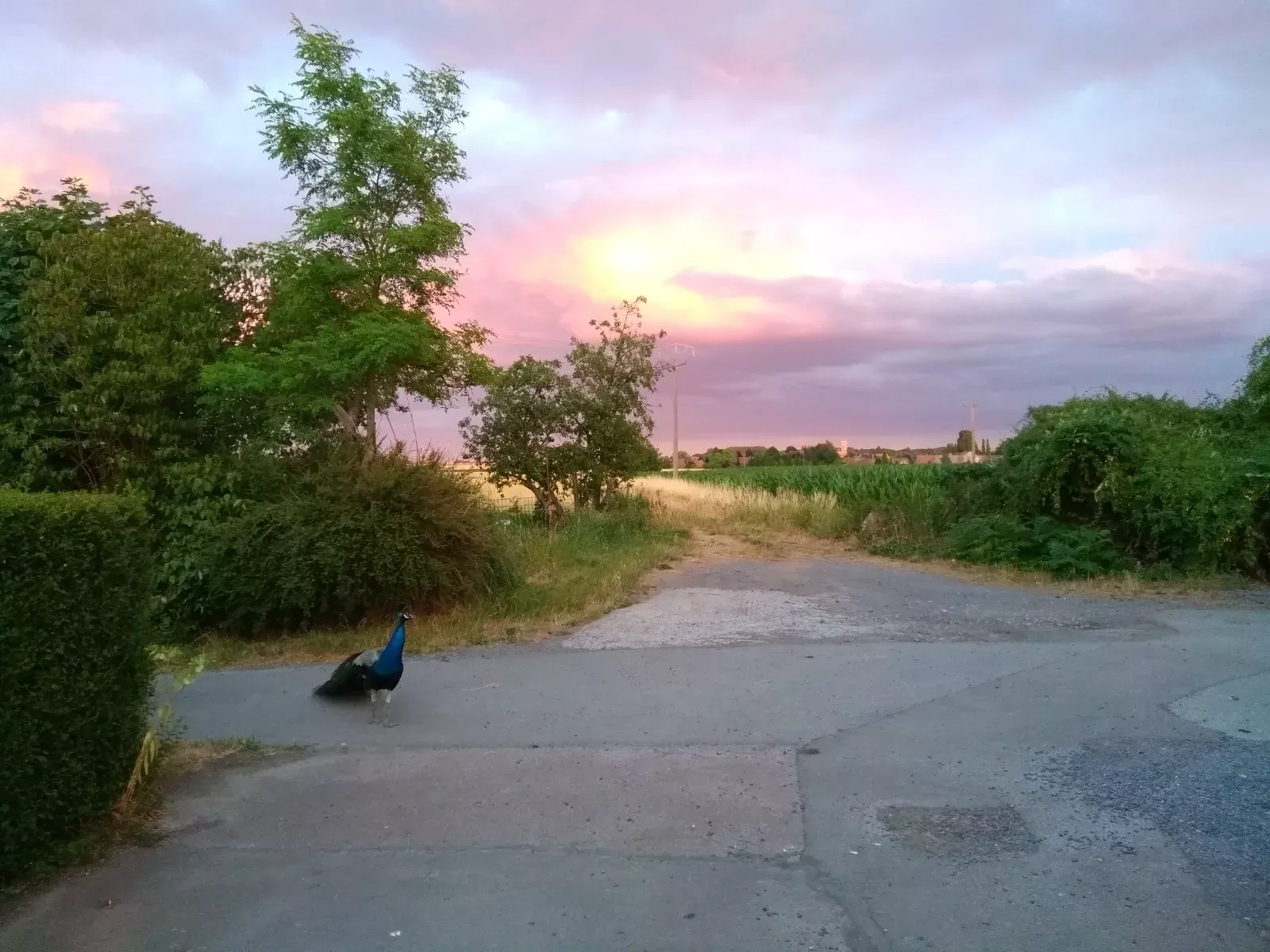 rose de ciel sur Eglise de radinghem en weppes — photo de Christelle P.