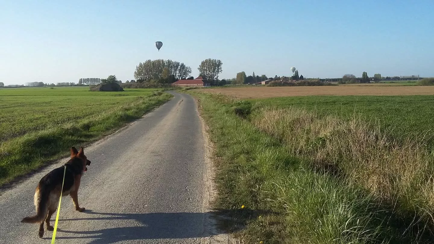 Promenade au milieu des champs, avec envol de montgolfières — photo de Linda C.