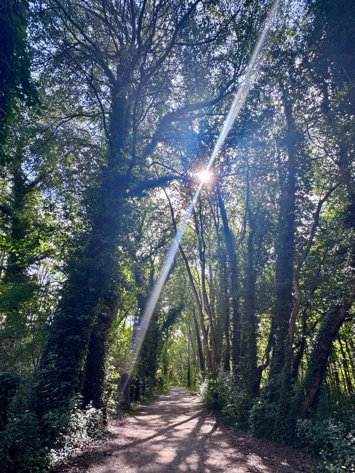 Dans les sous bois — photo de Isabelle R.