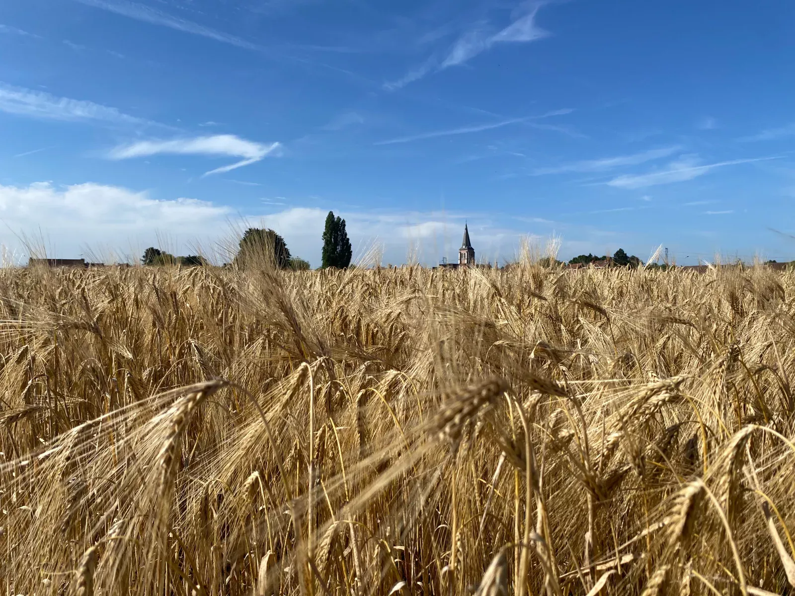 Champ de blé avec vue sur l'église — photo de Auréline