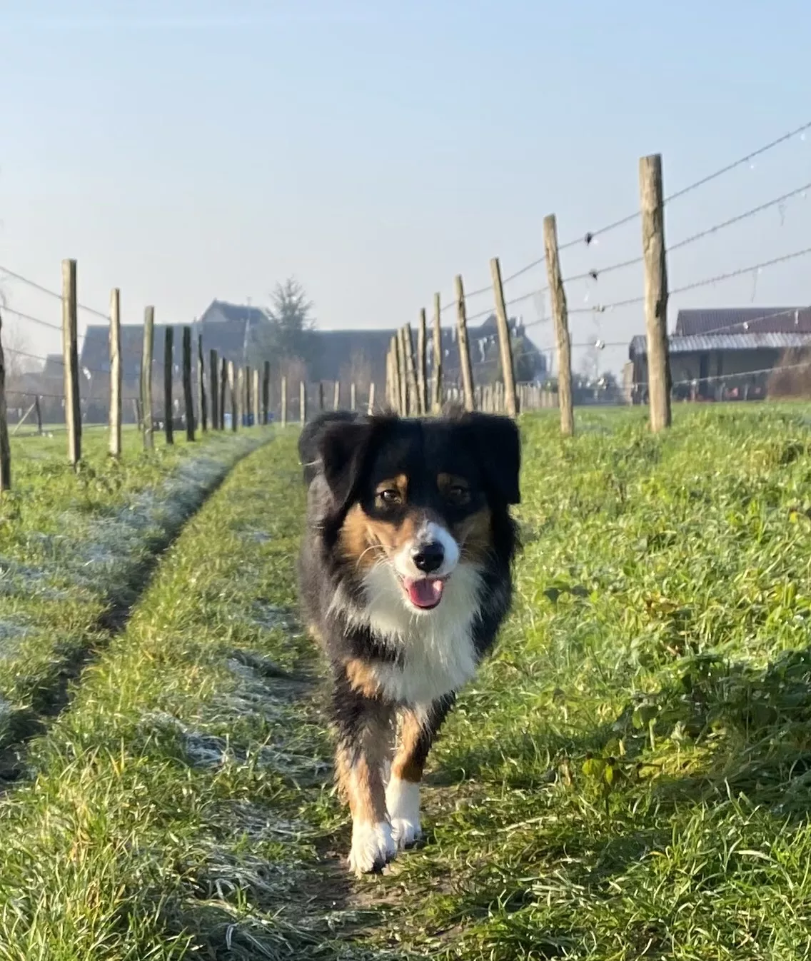 Molly en balade dans les weppes