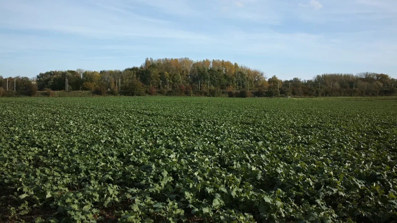 Sainghin-en-Weppes — champ de colza et horizon ouvert du plat pays.