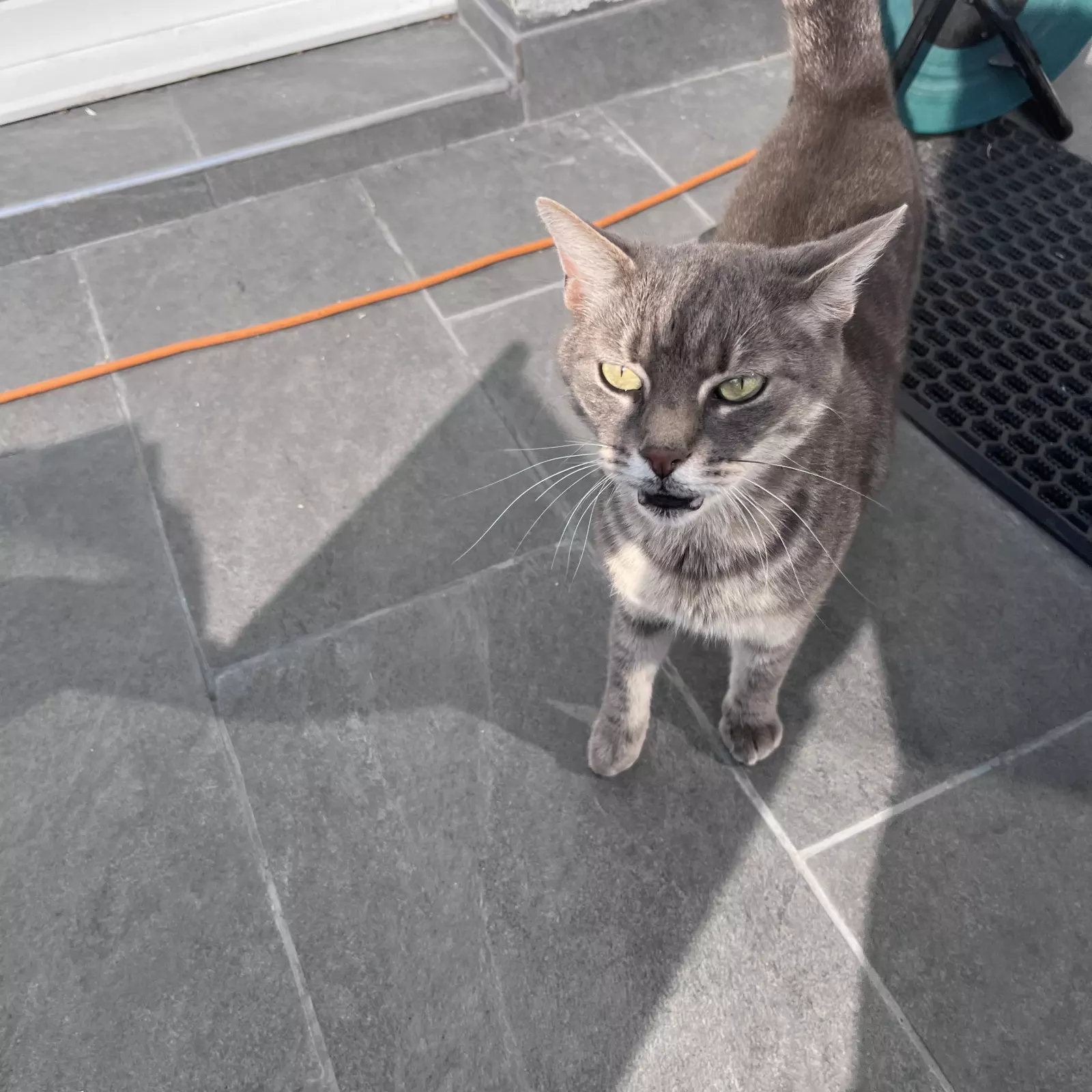 Chat tigré