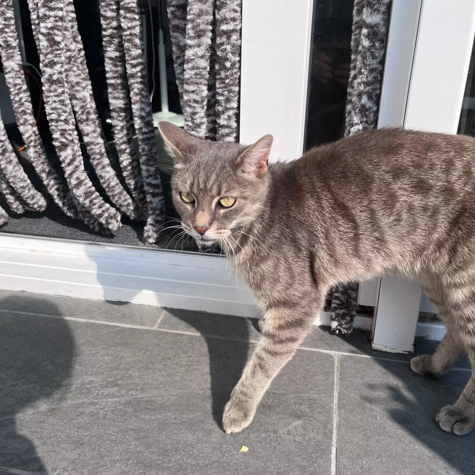 Chat tigré