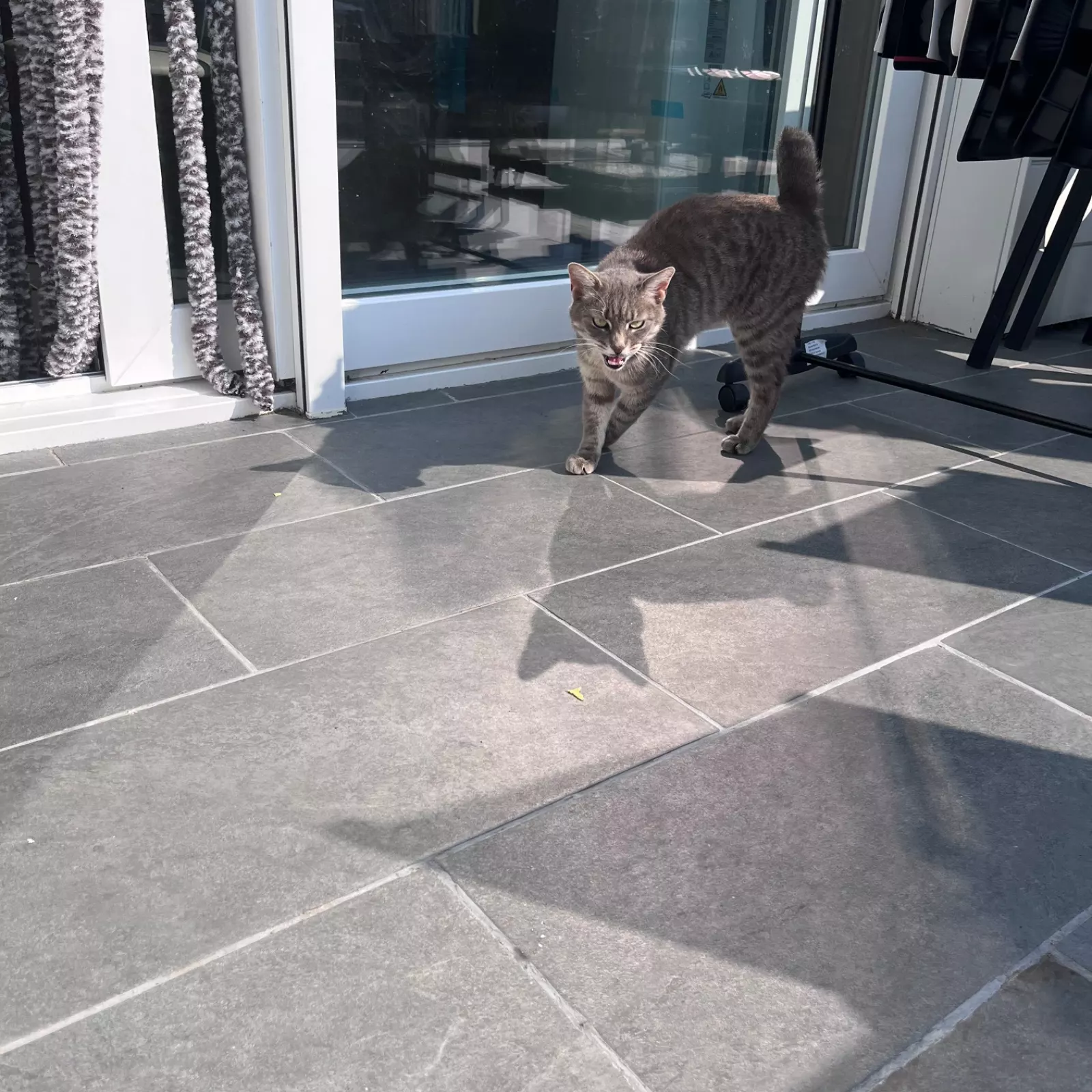 Chat tigré