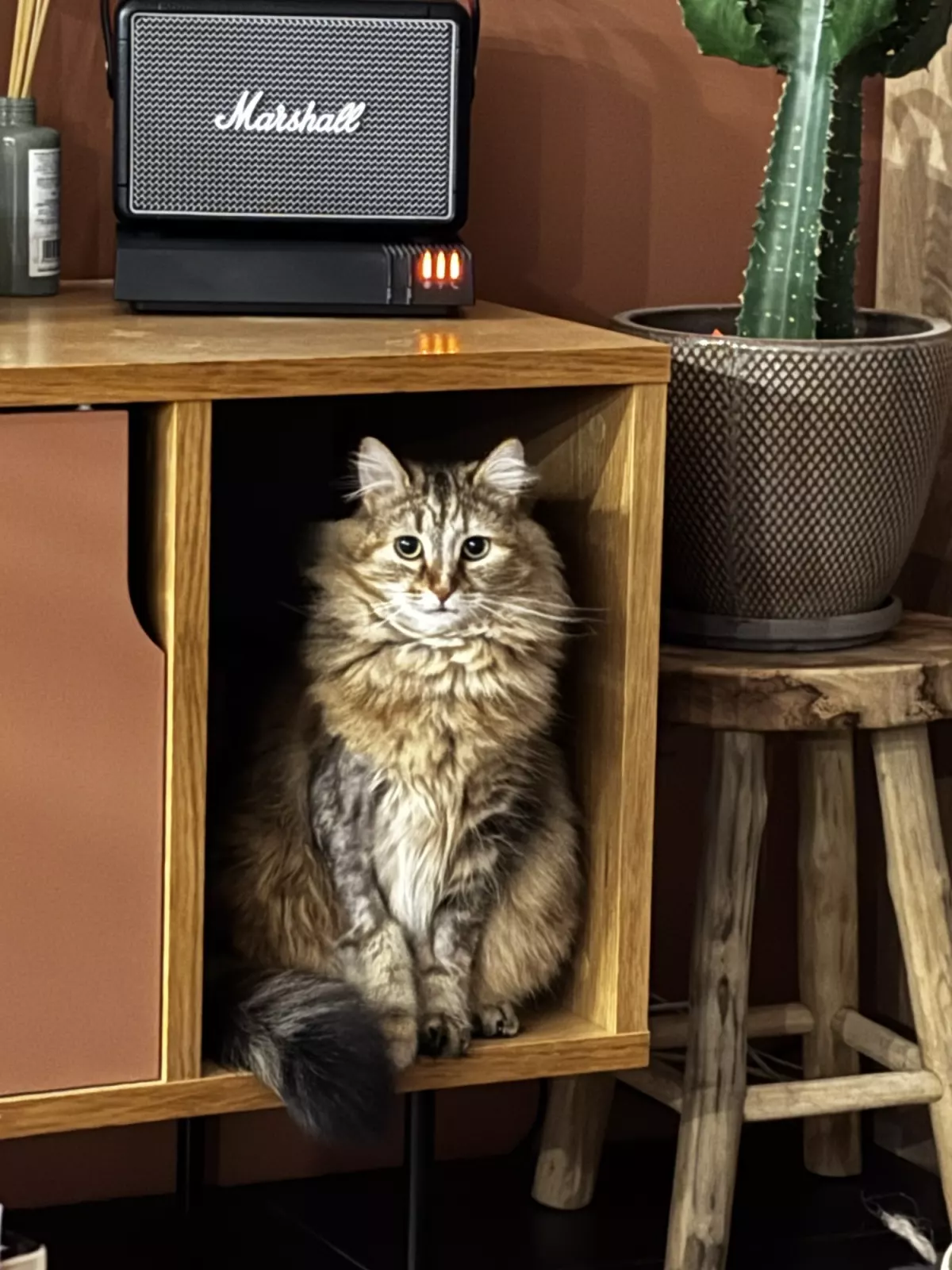 Urgent Cherche catsitter