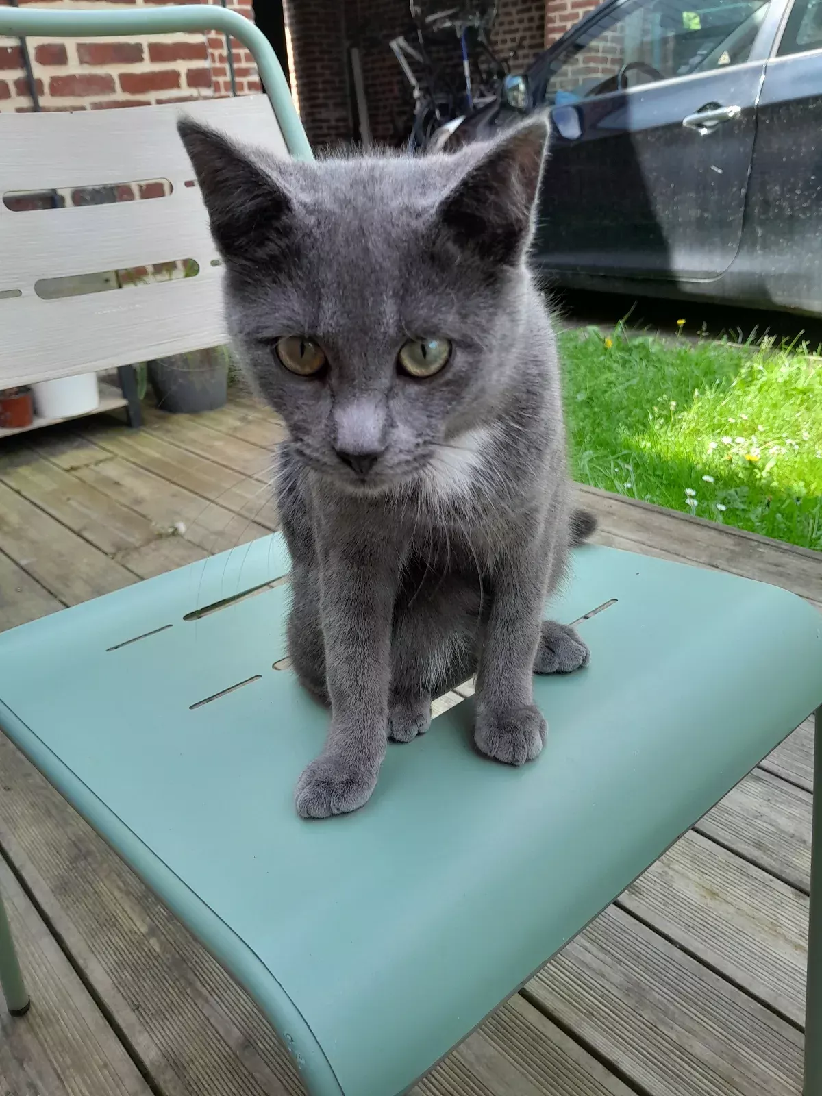 Chat perdu
