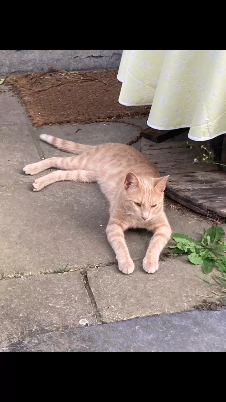 Chat perdu