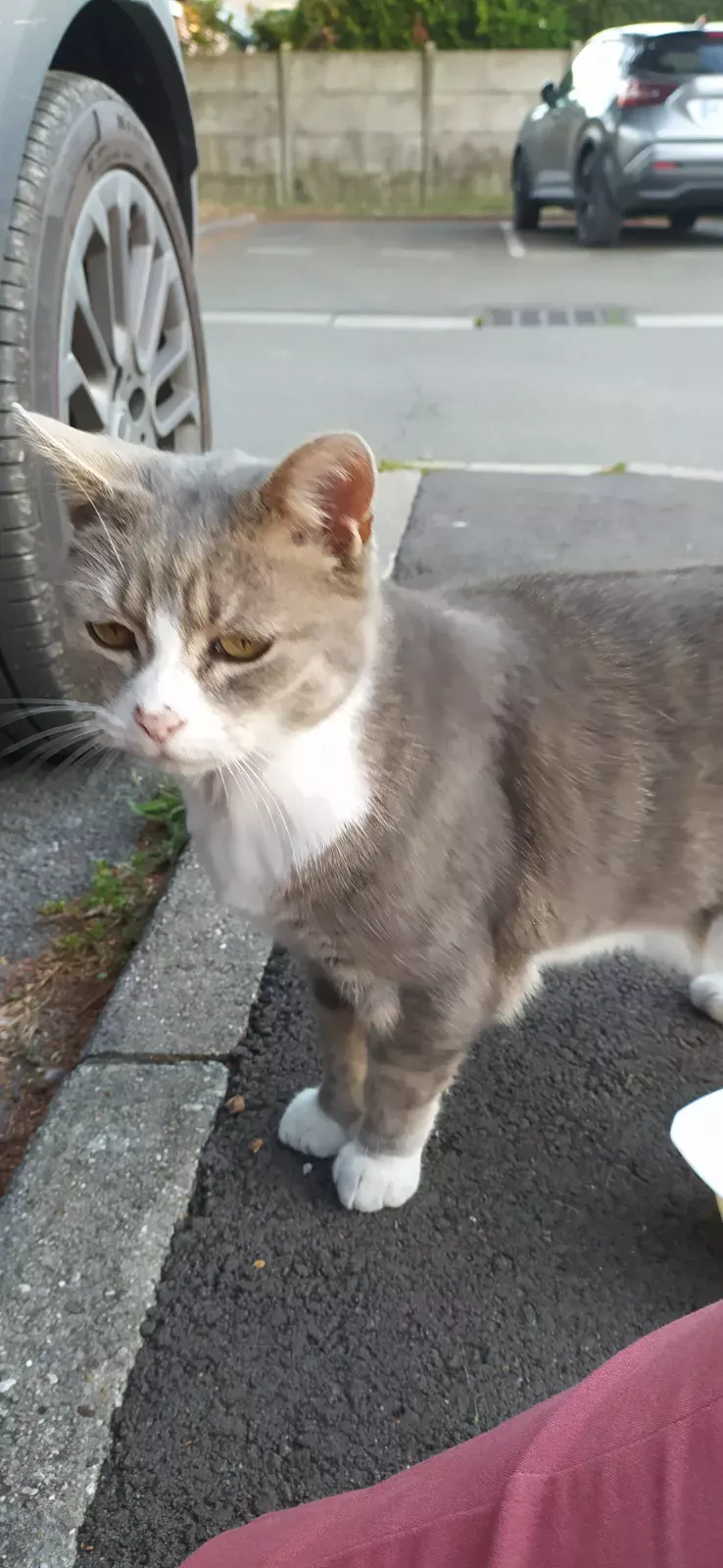 Chat trouvé rue Chobourdin