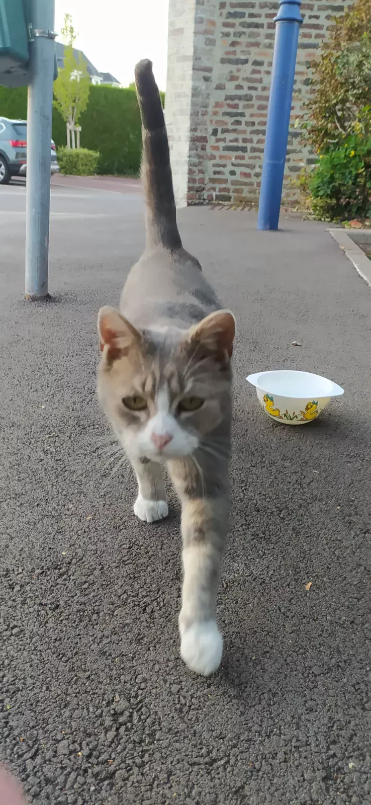 Chat trouvé rue Chobourdin